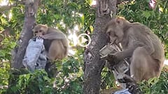 Video: 50 हजार रुपए से भरा बैग ले उड़ा बंदर, पेड़ पर चढ़ बरसाए 500-500 के नोट, वीडियो वायरल