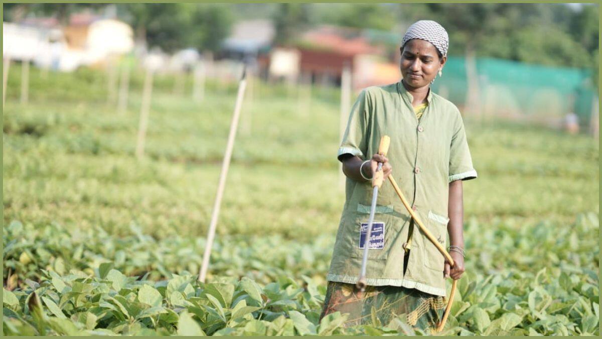 Isha Cauvery Calling: ஈஷா காவேரி கூக்குரல், பேரூர், தருமபுரம் ஆதீனங்கள் சார்பில் கோவில் காடுகள் திட்டம்.!