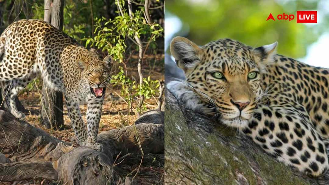 Gorakhpur zoo diseases like humans raised in animals Leopard has cancer and diabetes tigress has cataract why animals suffering from diseases like humans causes तेंदुए को कैंसर और डायबिटीज तो बाघिन को मोतियाबिंद, जानवरों को क्यों हो रहीं इंसानों जैसी बीमारियां?