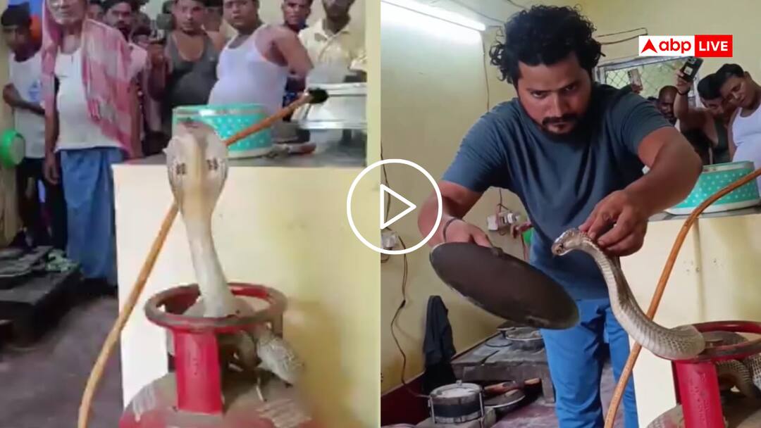 King Cobra in the Kitchen Sitting on a gas cylinder watch viral video Video: किचन में किंग कोबरा की सरप्राइज विजिट! गैस सिलेंडर पर जाकर बैठा, देखने वालों की कांप गई रुह