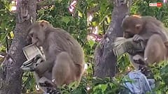 प्रयागराज की तहसील में अचानक होने लगी पैसों की बारिश, बंदर का अनोखा कारनामा देख दौड़ने लगे लोग