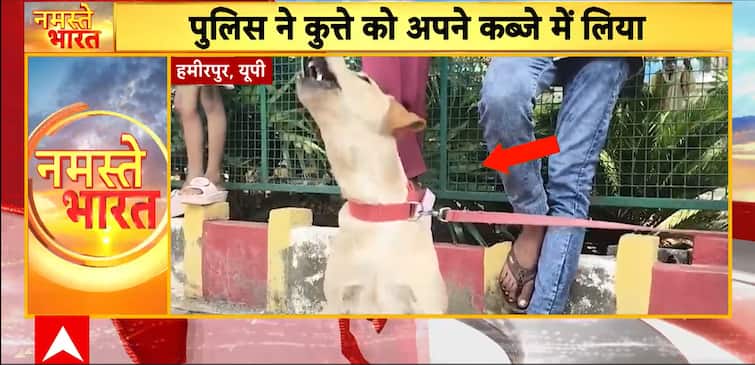 Dog Custody Standoff In Hamirpur: Two Families Clash Over Pet Sheru Dog Custody Standoff In Hamirpur: Two Families Clash Over Pet Sheru