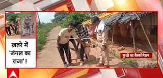 Panna Tiger Reserve: Vaccination Drive For Village Dogs Aims To Protect Royal Tigers