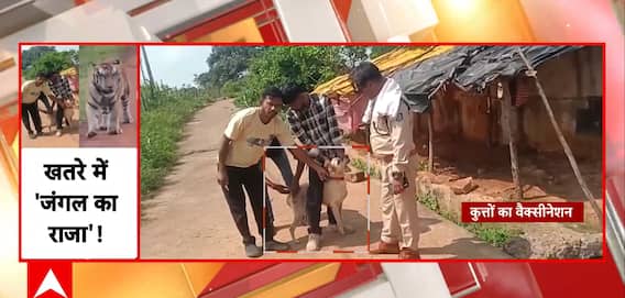 Panna Tiger Reserve: Vaccination Drive For Village Dogs Aims To Protect Royal Tigers