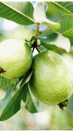 ਜਾਣੋ ਸਰਦੀਆਂ ‘ਚ ਅਮਰੂਦ ਖਾਣ ਦਾ ਸਹੀ ਢੰਗ, ਇਸ ਸਮੇਂ ਖਾਣ ਨਾਲ ਮਿਲਦਾ ਜ਼ਿਆਦਾ ਫਾਇਦਾ