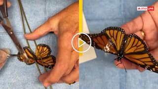 Video: फेवी क्विक से कर दी तितली के पंखों की सर्जरी, मिली नई जिंदगी, फर्राटा मारकर उड़ी, देखें वीडियो