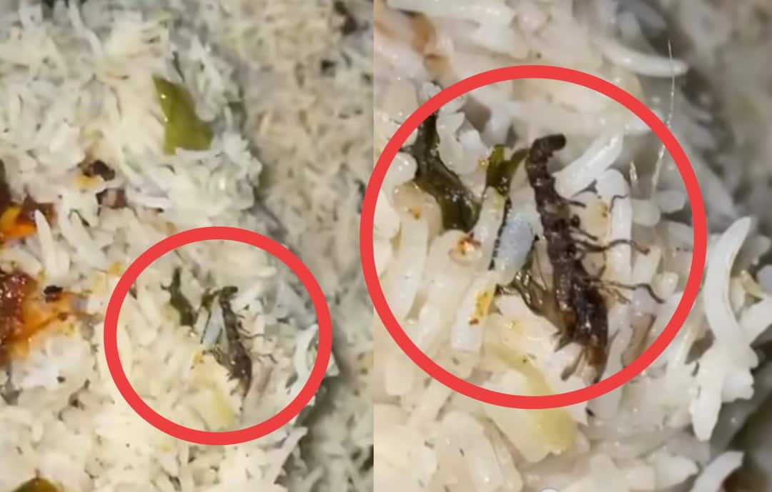 Konaseema Viral News: బిర్యానీలో మండ్రకప్ప, ముగ్గురిలో ఒకరు మృతి! అమలాపురం హోటల్లో ఏం జరిగింది? Konaseema Viral News one dies after Mandrakappa found in biryani food Konaseema Viral News: బిర్యానీలో మండ్రకప్ప, ముగ్గురిలో ఒకరు మృతి! అమలాపురం హోటల్లో ఏం జరిగింది?