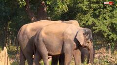 उत्तर भारत में हाथियों का सुरक्षित ठिकाना बना उत्तराखंड, देश में 5वें स्थान पर पहुंचा राज्य