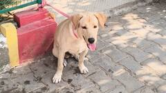 हमीरपुर में ‘शेरू’ पर दो परिवारों की दावेदारी, पुलिस ने कब्जे में लिया कुत्ता