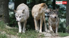 Dog Evolution: कैसे सिर्फ तीन मादा भेड़ियों से बने दुनिया भर के 90 पर्सेंट कुत्ते, जानें इन दावों में कितनी हकीकत?
