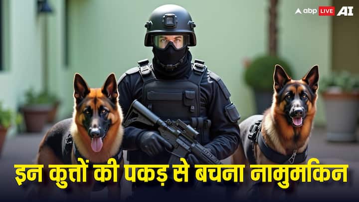 Most Dangerous Dogs: आज हम आपको ऐसे डॉग ब्रीड्स के बारे में बताते हैं, जो कि अपने मालिक के लिए जान की बाजी लगाने से भी पीछे नहीं हटते, लेकिन किसी और पर इनका भरोसा नहीं होता है.