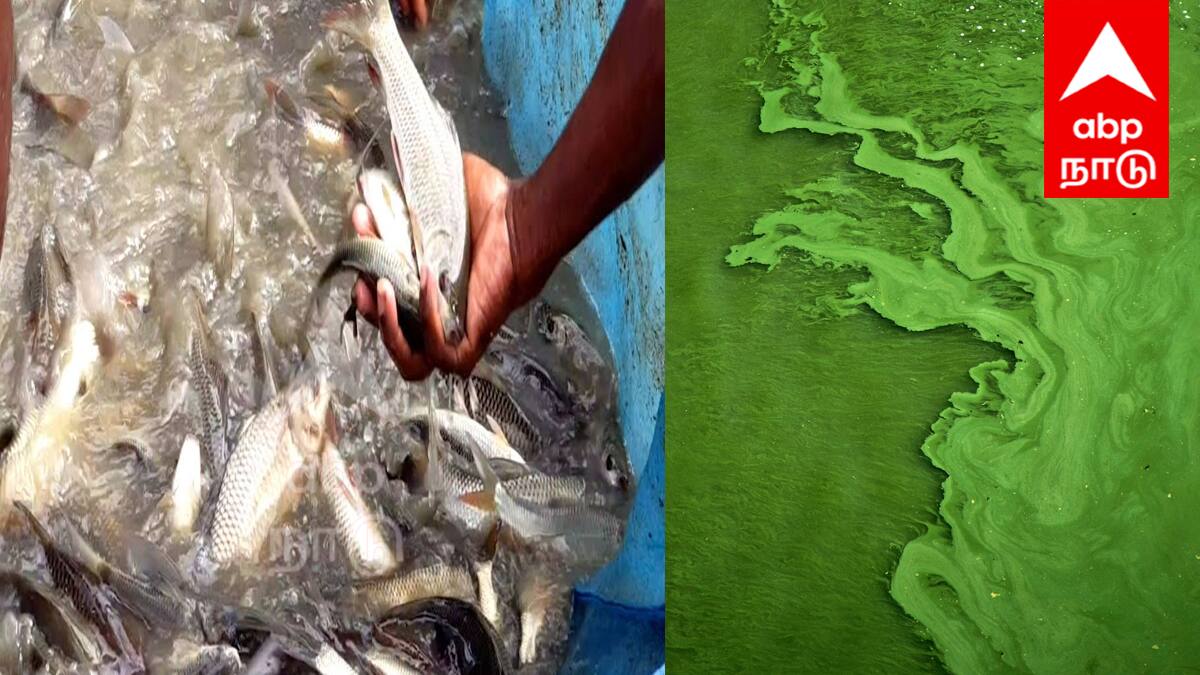 85 ஏரிகளில் மீன்பாசி குத்தகை! ஆட்சியர் அறிவிப்பு: விண்ணப்பிக்க கடைசி வாய்ப்பு!