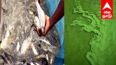 85 ஏரிகளில் மீன்பாசி குத்தகை! ஆட்சியர் அறிவிப்பு: விண்ணப்பிக்க கடைசி வாய்ப்பு!