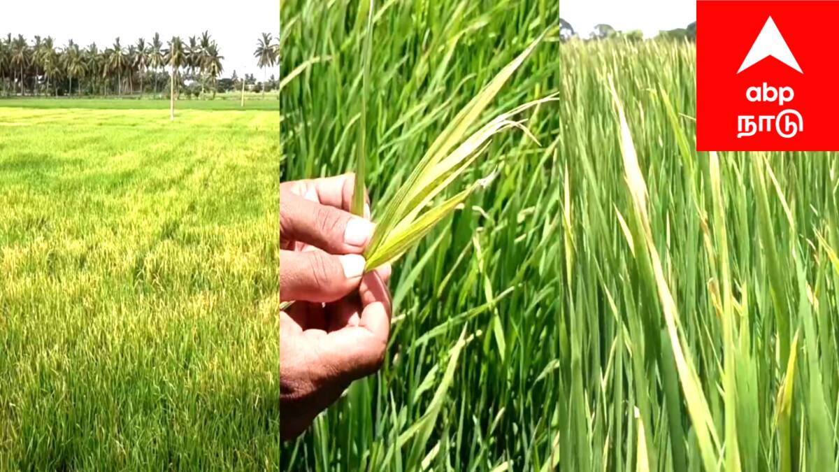 சம்பா சாகுபடிக்கு ஆபத்து! மயிலாடுதுறை மாவட்டத்தில் தண்டுத்துளைப்பான், புகையான் தாக்குதல் - மாவட்ட நிர்வாகம் எச்சரிக்கை