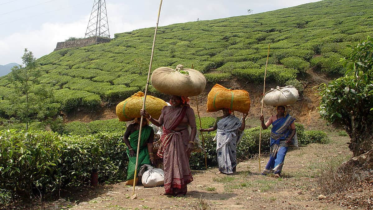 மூணாறு: தென்னகத்து காஷ்மீரில் பதுங்கும் பயங்கரவாதிகள்! சுற்றுலா தலத்தில் அதிர்ச்சி தரும் உண்மை!