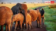 डीएनए विधि से की गई देश के हाथियों की गणना, संख्या जान कर चौंक जायेंगे आप
