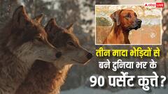 Dog Evolution: कैसे सिर्फ तीन मादा भेड़ियों से बने दुनिया भर के 90 पर्सेंट कुत्ते, जानें इन दावों में कितनी हकीकत?