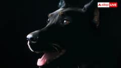 Dog Evolution: कैसे सिर्फ तीन मादा भेड़ियों से बने दुनिया भर के 90 पर्सेंट कुत्ते, जानें इन दावों में कितनी हकीकत?