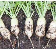 ਘਰ 'ਚ ਮੂਲੀਆਂ ਉਗਾਉਣ ਦੇ ਆਸਾਨ ਘਰੇਲੂ ਤਰੀਕੇ