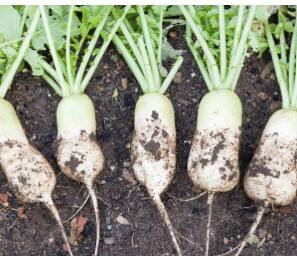 ਘਰ 'ਚ ਮੂਲੀਆਂ ਉਗਾਉਣ ਦੇ ਆਸਾਨ ਘਰੇਲੂ ਤਰੀਕੇ