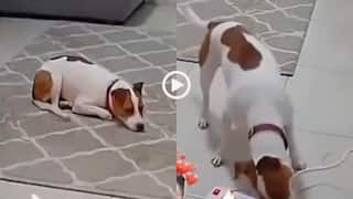 Video: बिजली के बोर्ड में लग गई आग, डॉगेश भाई ने किया कमाल, वीडियो देख मारेंगे सैल्यूट!