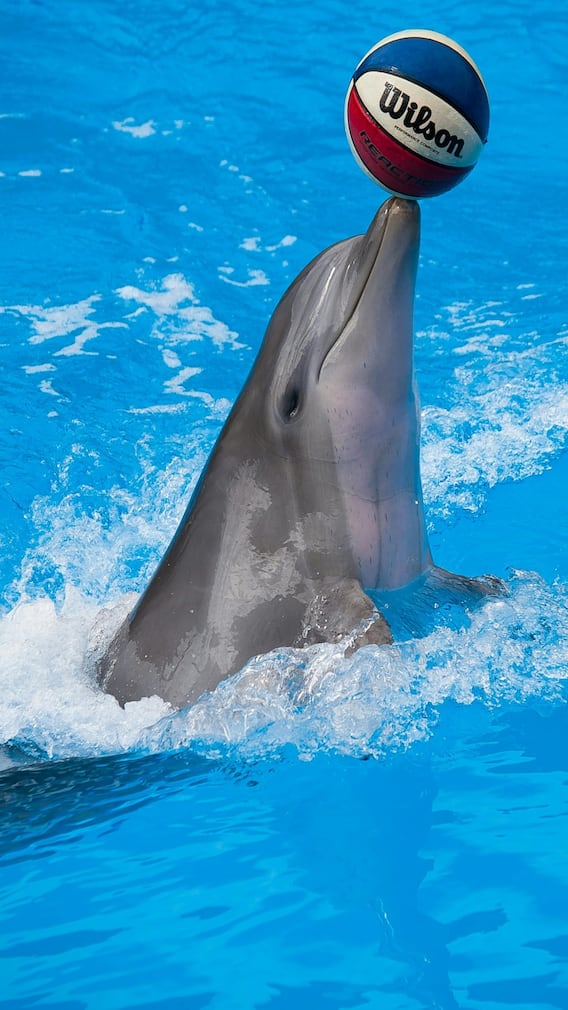 इस जानवर को कभी नहीं आती नींद