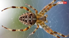 दिवाली की सफाई के साथ कर लें ये काम, फिर कभी नहीं लगेगा मकड़ी का जाला  ⁩