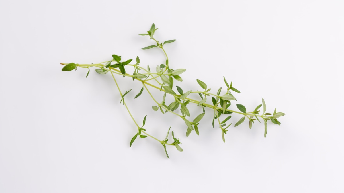 Glow Naturally: 5 Herbs That Keep Your Skin Radiant And Glowing This Festive Season