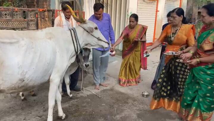 ग्रामीण भागात या दिवशी महिला पारंपरिक गाणी म्हणत गाईची आरती करतात. या दिवसानिमित्त महिलां पारंपरिक साडी परिधान करून पूजा करतात. हट्टी तालुक्यातील सिलोड येथील महिलांनी आजही ही जुनी परंपरा जपून ठेवत आहेत.