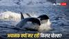 Killer Whales Death: एक साथ 26 किलर व्हेल की मौत से हड़कंप! वैज्ञानिकों के लिए घटना बनी रहस्य, इतिहास में सिर्फ 3 बार हुआ ऐसा