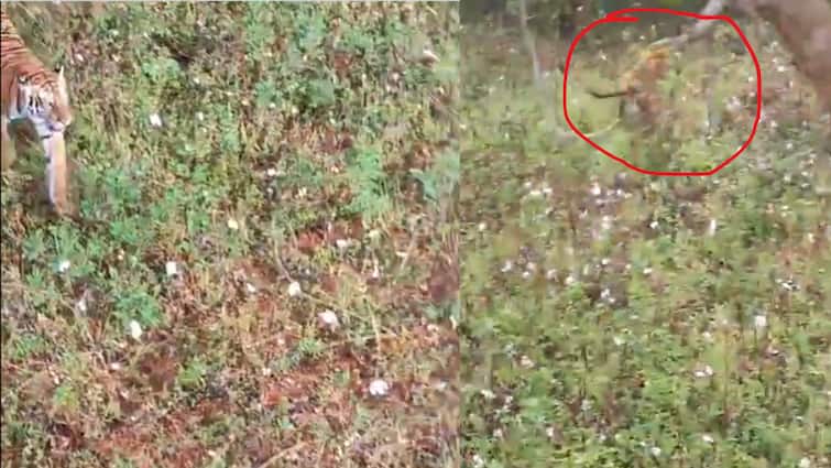 WATCH: Tiger Attacks Farmer In Mysuru’s Badagalapura; Locals Climb Trees To Escape