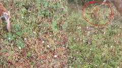 WATCH: Tiger Attacks Farmer In Mysuru’s Badagalapura; Locals Climb Trees To Escape