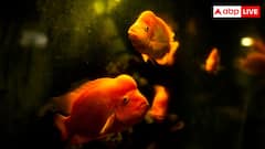 अगर आप मछली पालना शुरू कर रहे हैं तो ये पांच एक्वेरियम मछलियां रहेंगी आपके लिए सबसे बेहतरीन