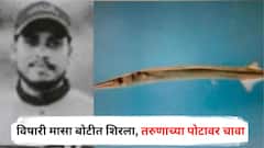 विषारी मासा बोटीत शिरला, तरुणाच्या पोटावर चावा घेतला, आतड्याला दुखापत, डॉक्टरांनी प्रयत्नांची शर्थ करुनही जीव वाचलाच नाही