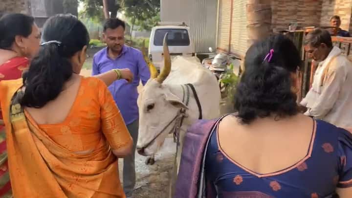 गाईला अन्न देणे म्हणजे समृद्धी, आरोग्य आणि शांततेचे प्रतीक मानलं जातं. गायींप्रती कृतज्ञता व्यक्त करण्याचा हा दिवस आहे.