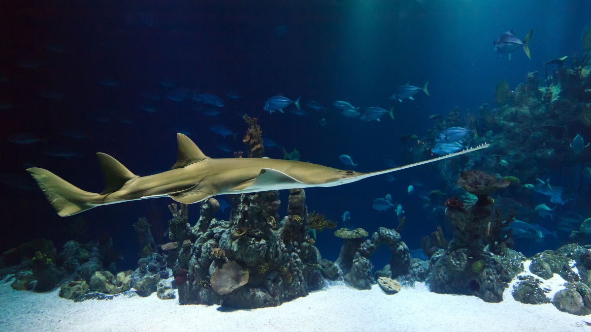 International Sawfish Day 2025: 6 Interesting Facts About These Carpenter Sharks