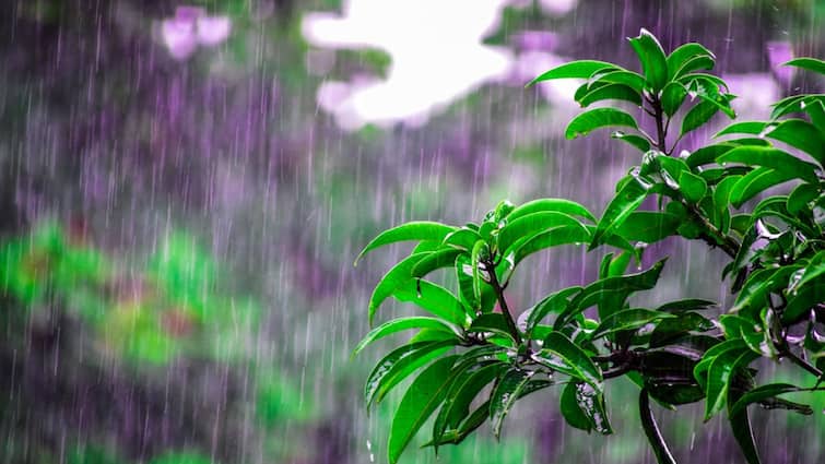 Kerala Receives Heavy Rain, Mullaperiyar Dam Shutters Open; IMD Predicts More Rain For Next 7 Days