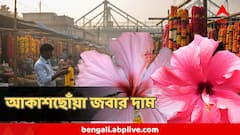 আবহাওয়ার খামখেয়ালিতে লাগামছাড়া মূল্য জবার! কালীপুজোয় ১০৮ জবার মালা কিনতে...