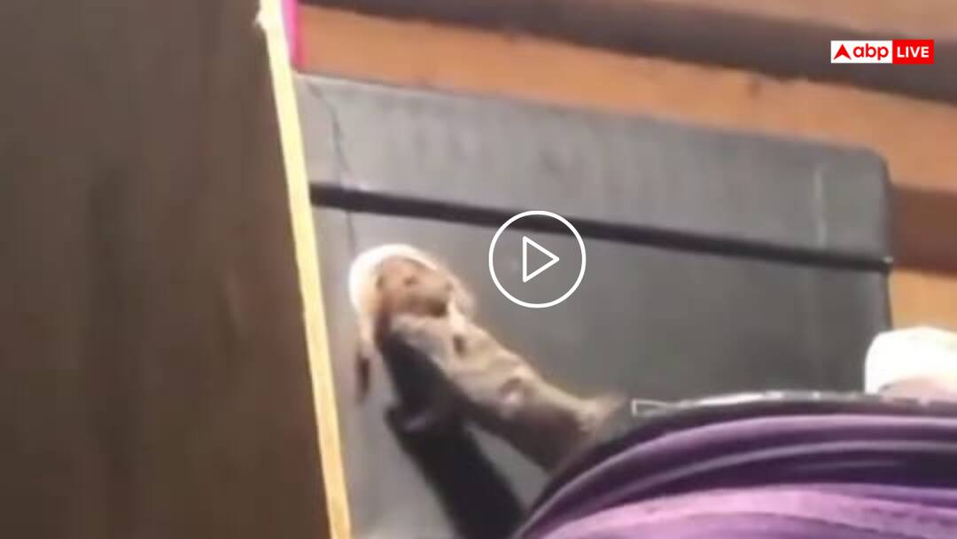 Watch: सरेआम चुहिया के किडनैप का वीडियो वायरल, सिर पकड़ बॉक्स में खींच ले गया चूहा, देखिए A rat kidnaps a mouse the video sparked a flood of memes on social media watch viral video Watch: सरेआम चुहिया के किडनैप का वीडियो वायरल, सिर पकड़ बॉक्स में खींच ले गया चूहा, देखिए
