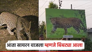 बिबट्या आला रे आला; वन विभागाने सुरू केली एआय तंत्रप्रणाली, ग्रामस्थांच्या सुरक्षेला प्राधान्य