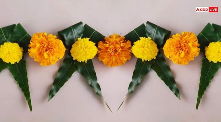 तोरण बनाने के लिए अशोक के पत्तों का इस्तेमाल किया जाता है. क्योंकि अशोक के पत्तों का तोरण दरवाजे पर लगाने से नकारात्मक ऊर्जा का प्रवेश घर पर नहीं होता है. इसलिए आप इस दिवाली अशोक के पत्तों का तोरण लगाकर अपने घर के वातावरण को शुद्ध और पवित्र बना सकते हैं.