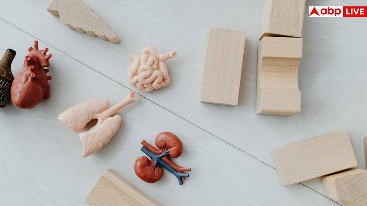 Synthetic Kidney Model: इजरायल ने लैब में बना डाली 3डी किडनी, 34 हफ्ते करती रही काम, जानें यह कितनी कामयाब?