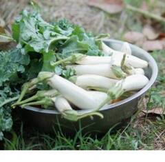 ਸਰਦੀਆਂ 'ਚ ਮੂਲੀ ਖਾਣਾ ਸਿਹਤ ਲਈ ਬਹੁਤ ਫਾਇਦੇਮੰਦ, ਕਬਜ਼ ਦੀ ਸਮੱਸਿਆ ਦੂਰ ਕਰਨ ਸਣੇ ਮਿਲਦੇ ਆ ਫਾਇਦੇ