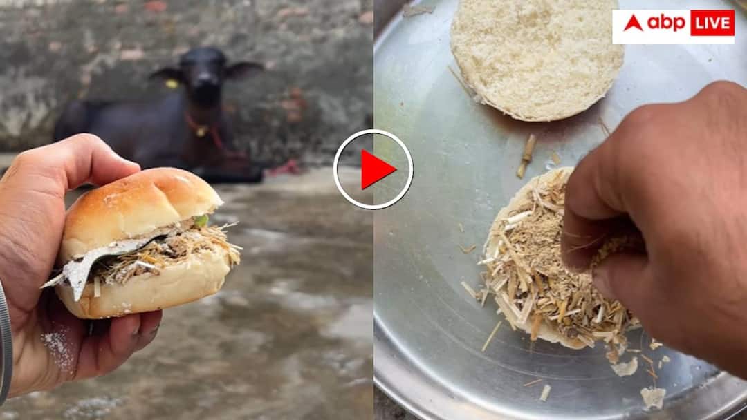 ये है मॉडर्न भैंस! चारा नहीं खाने में चाहिए बर्गर, रेसिपी देख माथा पकड़ लेंगे आप- वीडियो वायरल Man makes restaurant style fodder burger for buffalo video of Modern Buffalo goes viral ये है मॉडर्न भैंस! चारा नहीं खाने में चाहिए बर्गर, रेसिपी देख माथा पकड़ लेंगे आप- वीडियो वायरल