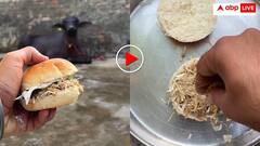 ये है मॉडर्न भैंस! चारा नहीं खाने में चाहिए बर्गर, रेसिपी देख माथा पकड़ लेंगे आप- वीडियो वायरल