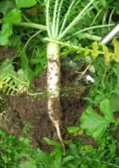 ਸਰਦੀਆਂ 'ਚ ਮੂਲੀ ਖਾਣਾ ਸਿਹਤ ਲਈ ਬਹੁਤ ਫਾਇਦੇਮੰਦ, ਕਬਜ਼ ਦੀ ਸਮੱਸਿਆ ਦੂਰ ਕਰਨ ਸਣੇ ਮਿਲਦੇ ਆ ਫਾਇਦੇ