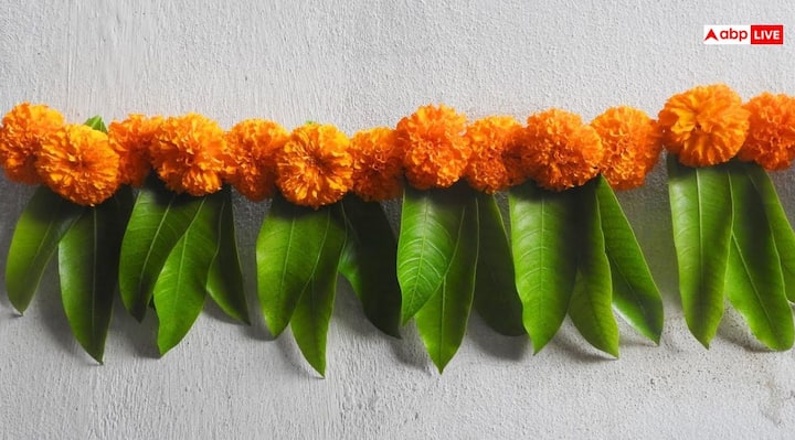इसी के साथ आप आम के पत्तों का तोरण बनाकर भी घर के बाहर लगा सकते हैं. पत्तों बीच में आप गेंदे का फूल भी लगा सकते हैं, जिससे कि इसकी सुंदरता और शुभता भी बढ़ जाएगी.