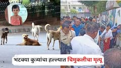 घराबाहेर पडताच भटक्या कुत्र्यांचा हल्ला, चार वर्षीय परीचा दुर्दैवी अंत; जालन्यातील हृदयद्रावक घटना