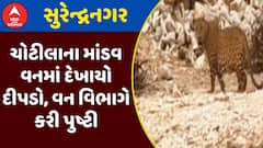 Chotila Leopard: ચોટીલાના માંડવ વનમાં દેખાયો દીપડો, વન વિભાગે કરી પુષ્ટી, જુઓ અહેવાલ