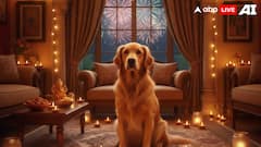Diwali 2025: 6 Ways To Keep Your Dog Calm During Fireworks And Festivities